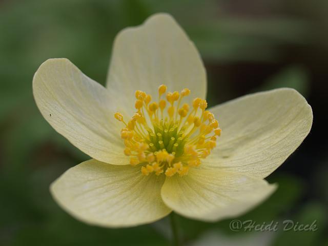 Anemone x lipiensis Vindoboniensis6.JPG - Anemone x lipiensis Vindoboniensis